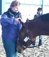 Debby doing ear work on a horse